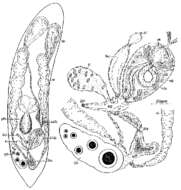 Image of Proceropharynx