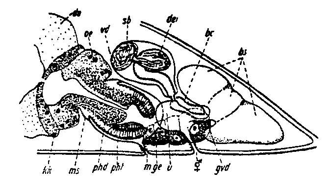 Image of Proceropharynx