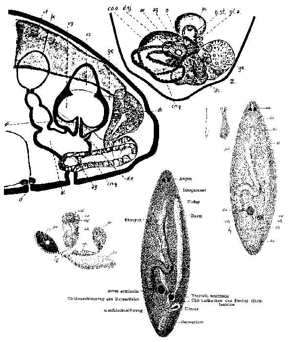 Image of Solenopharynx