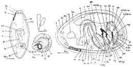 Image of Culleopharynx