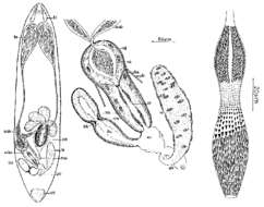 Image of Trisaccopharynx spiculatus Ehlers 1972