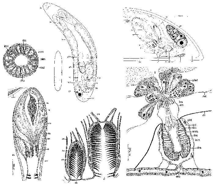 Image of Aulopharynx