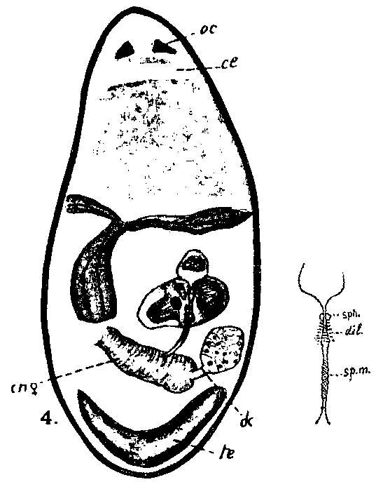 Image of Sopharynx