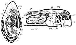 Image of Sopharynx typhlops Beklemischev 1929
