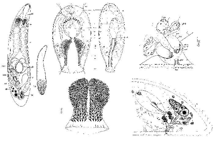 Image of Doliopharynx