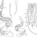 Ciliopharyngiella intermedia Ax 1952的圖片