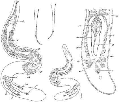 Image of Ciliopharyngiella intermedia Ax 1952