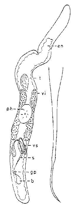 Ciliopharyngiella constricta Martens & Schockaert 1981的圖片