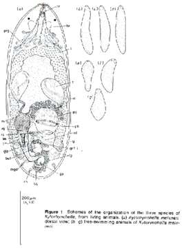 Image of Kytorhynchella