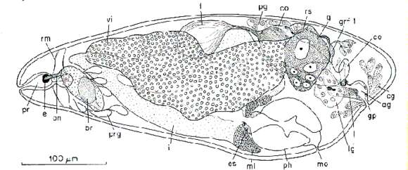 Image of Kytorhynchella