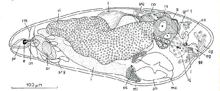 Image of Kytorhynchella