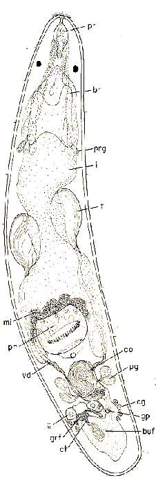 Kytorhynchus (Kytorhynchus) oculatus Rieger 1974的圖片