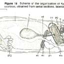 Kytorhynchus (Kytorhynchus) oculatus Rieger 1974的圖片