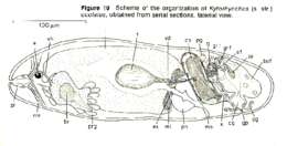 Kytorhynchus (Kytorhynchus) oculatus Rieger 1974的圖片