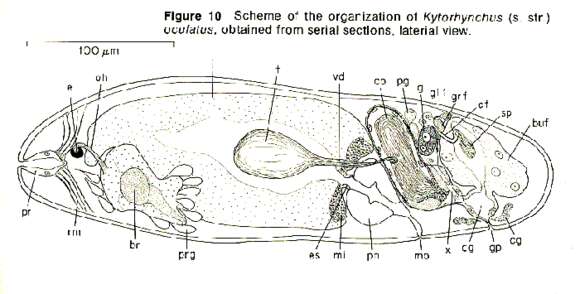 Image of Kytorhynchus (Kytorhynchus) oculatus Rieger 1974