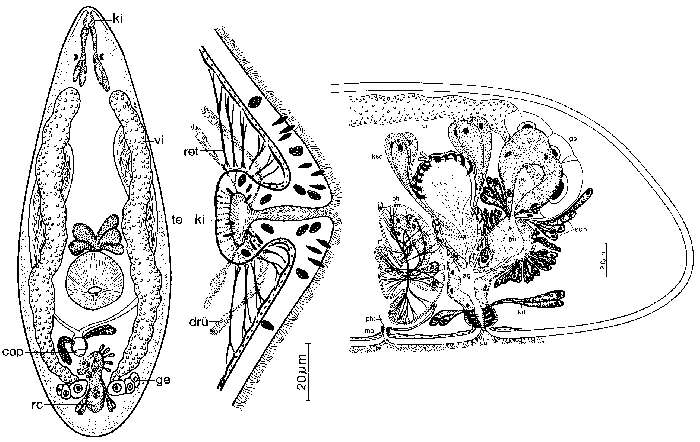 Sivun Neokytorhynchus kuva