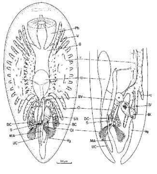 Image of Umagilla karlingi Cannon 1987