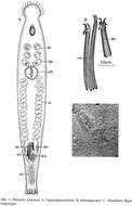 Image de Philosyrtis armoricae Sopott-Ehlers 1985