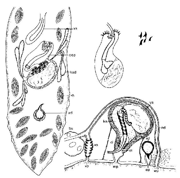 Image of Duplominona stilifera Sopott-Ehlers & Ax 1985