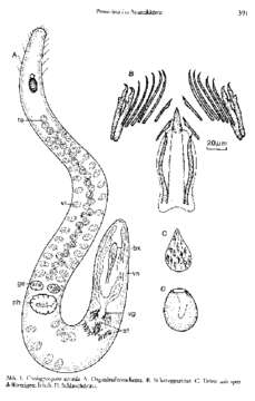 Coelogynopora cassida Sopott-Ehlers 1985的圖片