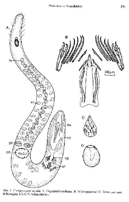 Coelogynopora cassida Sopott-Ehlers 1985的圖片