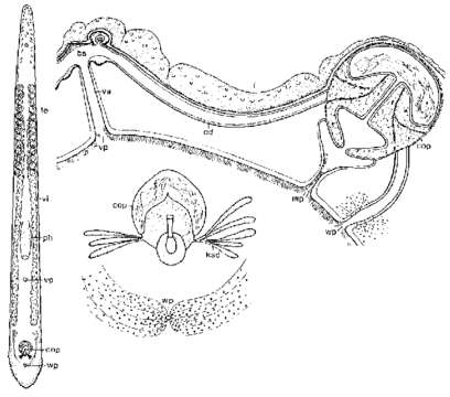 Image of Monocelis spectator Sopott-Ehlers & Ax 1985