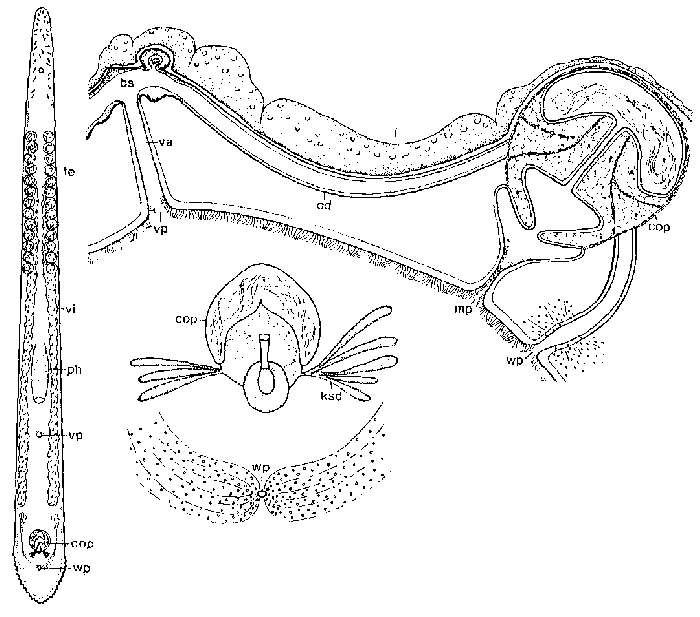 Image of Monocelis spectator Sopott-Ehlers & Ax 1985