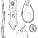 Image of Duplominona canariensis bermudensis Ax & Sopott-Ehlers 1985