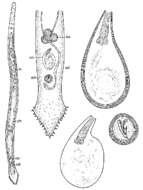 Image of Duplominona canariensis bermudensis Ax & Sopott-Ehlers 1985