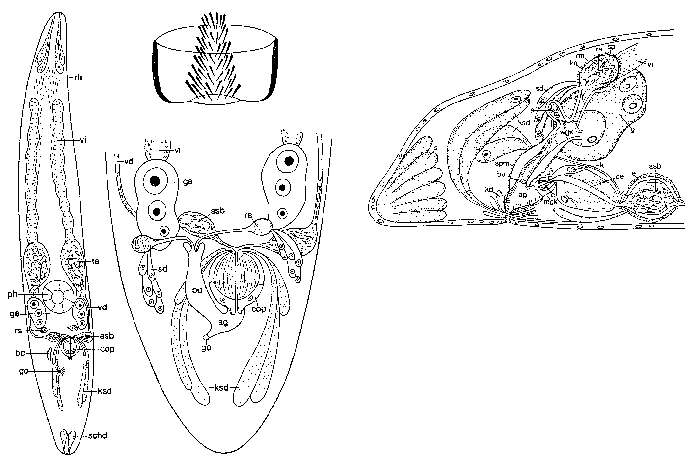 Image of Moevenbergia