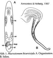 Image of Macrostomum bicurvistyla Armonies & Hellwig 1987