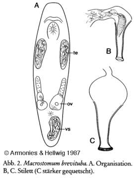 Image of Macrostomum brevituba Armonies & Hellwig 1987