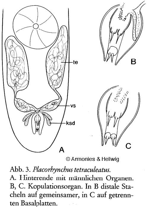 Image of Placorhynchidae