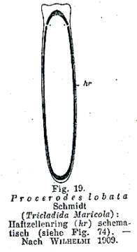 Image of Procerodes lobatus (Schmidt 1862)