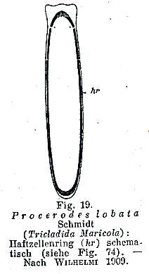 Image de Procerodes lobatus (Schmidt 1862)