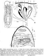 Image of Dinizia sanctaehelenae Ball 1977