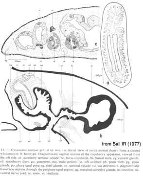 Image of Tryssosoma