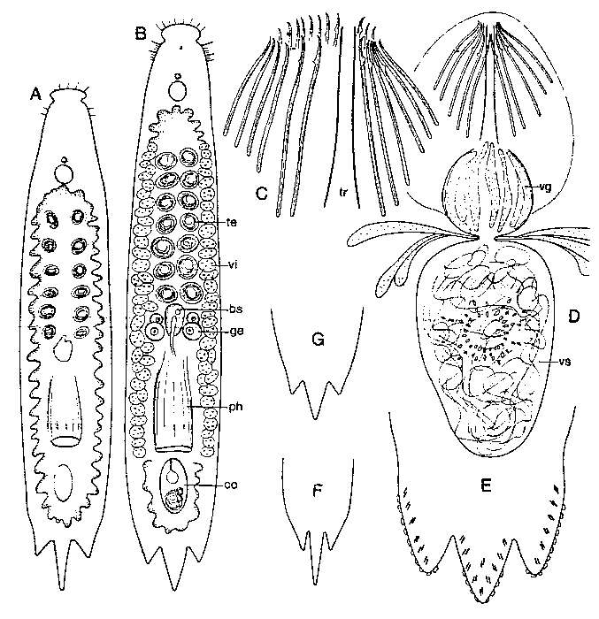 Image of Xenotoplana tridentis Ax 1984