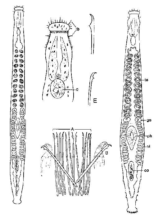 Image of Parotoplana bermudensis Ax & Sopott-ehlers 1987