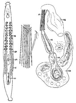 Image of Parotoplana mollis Ax