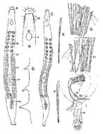 Image of Parotoplana subtilis Ax & Sopott-Ehlers 1987
