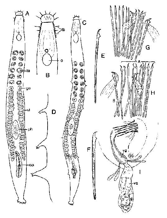 Image of Parotoplana subtilis Ax & Sopott-Ehlers 1987