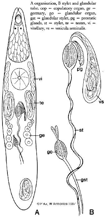 Image of Phonorhynchoides