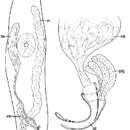 Image of Prognathorhynchus eurytuba Ax & Armonies 1987