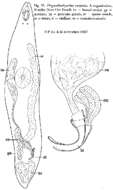 Image of Prognathorhynchus eurytuba Ax & Armonies 1987