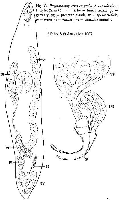 Image of Prognathorhynchus eurytuba Ax & Armonies 1987