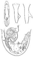 Image of Baicalellia canadensis Ax & Armonies 1987