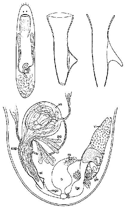 Image of Baicalellia canadensis Ax & Armonies 1987