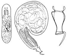 Image of Pogaina oncostylis Ax & Armonies 1987