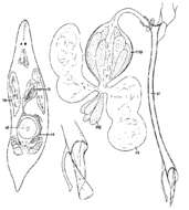 Image of Promesostoma fibulatum Ax & Armonies 1987